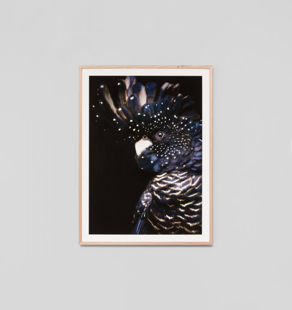 Midnight Cockatoo Framed Print